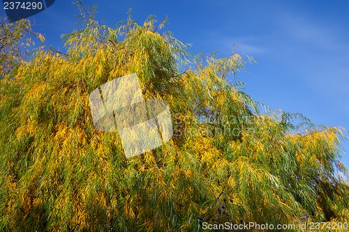 Image of Willow leaves in autumn