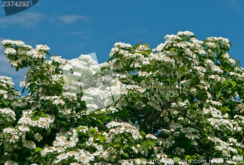 Image of White flowers Viburnum