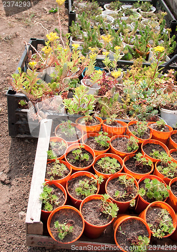 Image of Boxes with seedlings