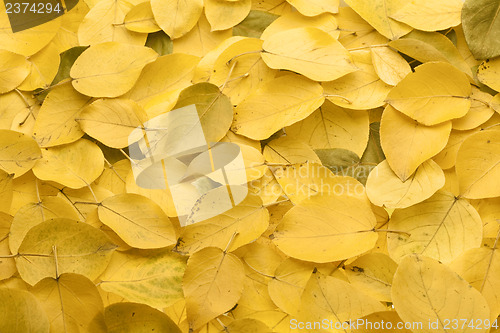 Image of Yellow autumn leaves