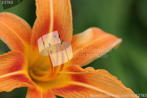 Image of orange daylily