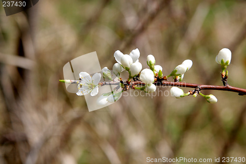 Image of Blackthorn