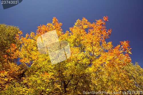 Image of Bright autumn foliage