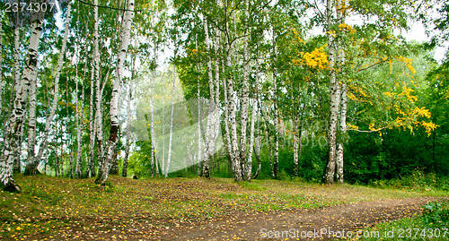 Image of Forest landscape