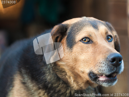 Image of Large guard dog