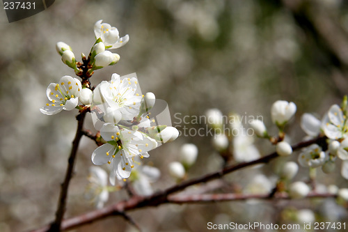 Image of Blackthorn