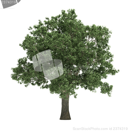 Image of Tree isolated