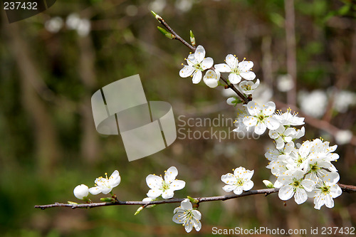 Image of Blackthorn