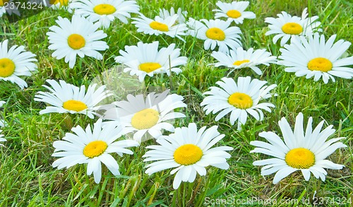 Image of White daisies