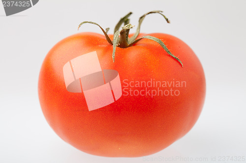 Image of Tomato