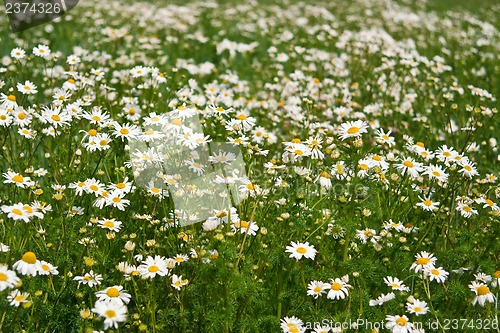 Image of Field of daisies