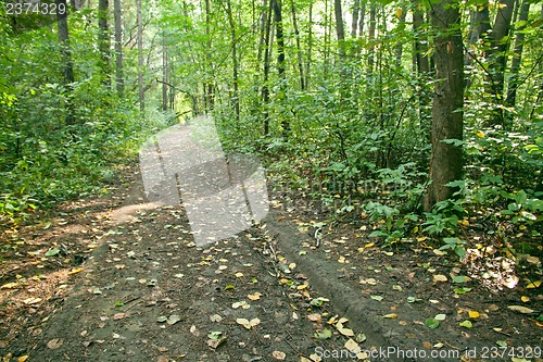 Image of Forest landscape