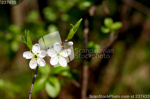 Image of Blackthorn