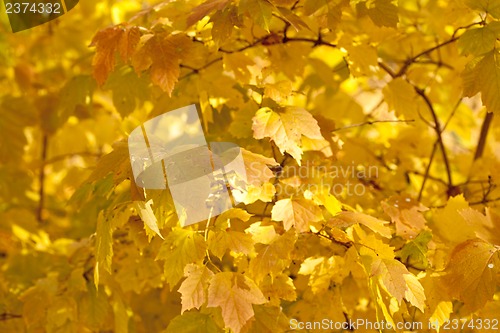 Image of Autumn leaves