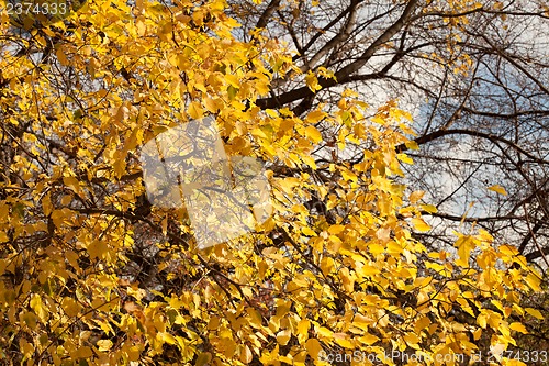 Image of Autumn leaves