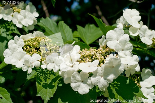 Image of White flowers Viburnum