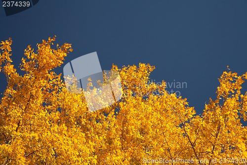 Image of Bright autumn foliage