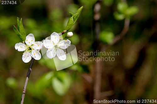 Image of Blackthorn