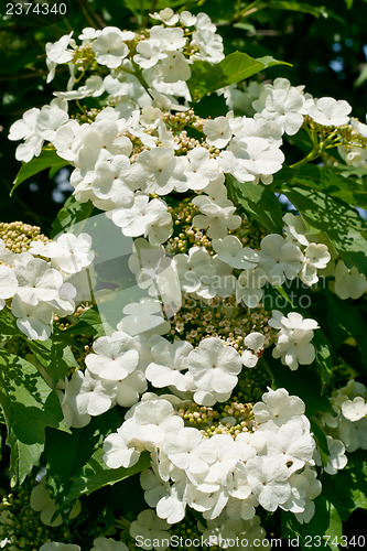 Image of White flowers Viburnum