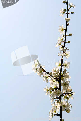 Image of Blackthorn