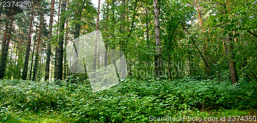 Image of Forest landscape