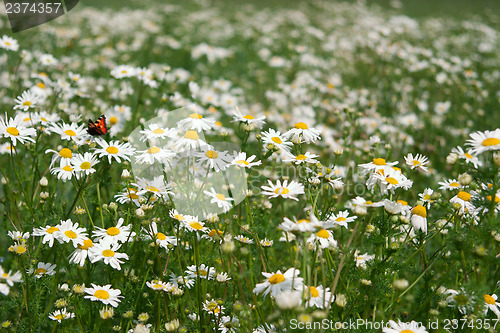 Image of Summer field