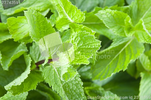 Image of Fresh mint leaves