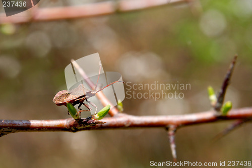 Image of Insect on blackthorn