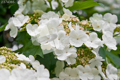 Image of Blooming viburnum