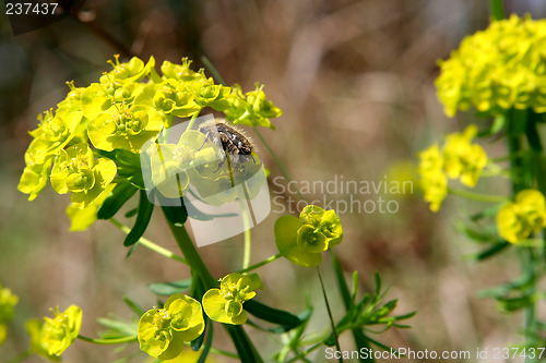 Image of Bee on a weed