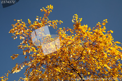 Image of Color burst of autumn foliage