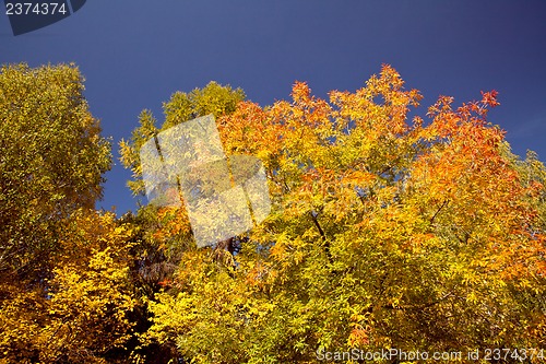 Image of Bright autumn foliage