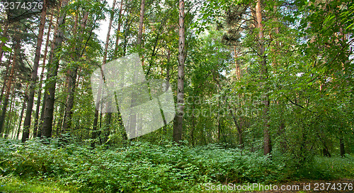 Image of Forest landscape