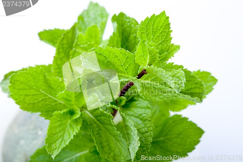 Image of Fresh mint leaves