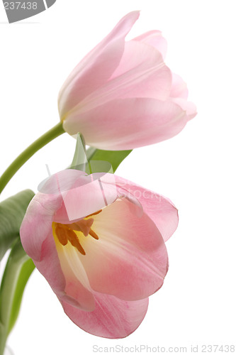 Image of spring