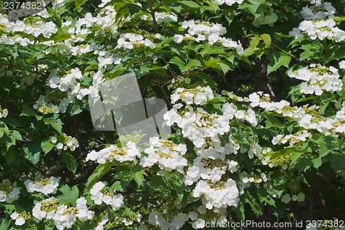 Image of Blooming viburnum