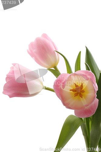 Image of beauty