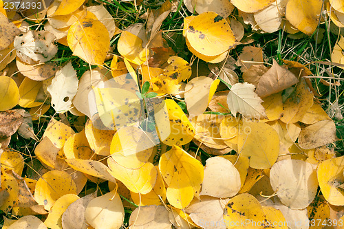 Image of Autumn leaves