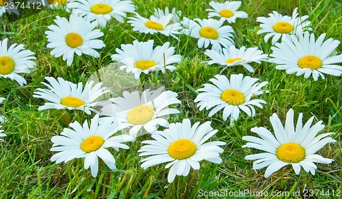 Image of White daisies