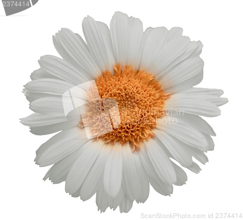 Image of Large daisy isolated