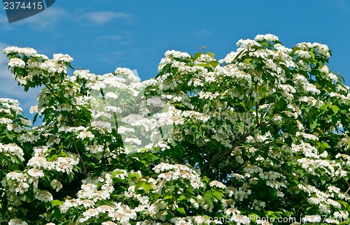 Image of White flowers Viburnum