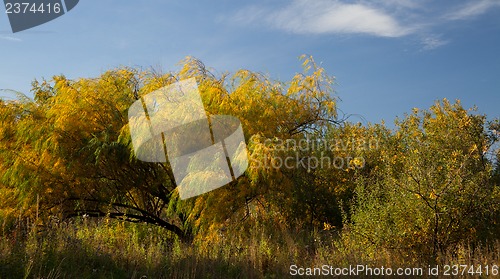 Image of Willow leaves in autumn