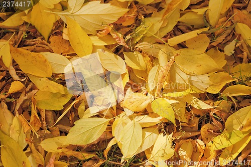 Image of Autumn leaves