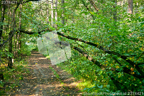 Image of Forest landscape