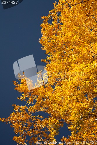 Image of Bright autumn foliage