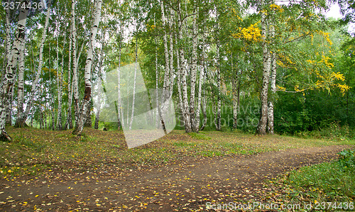 Image of Forest landscape