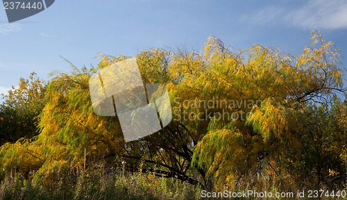 Image of Willow leaves in autumn