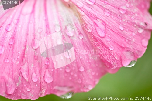 Image of Pink flower