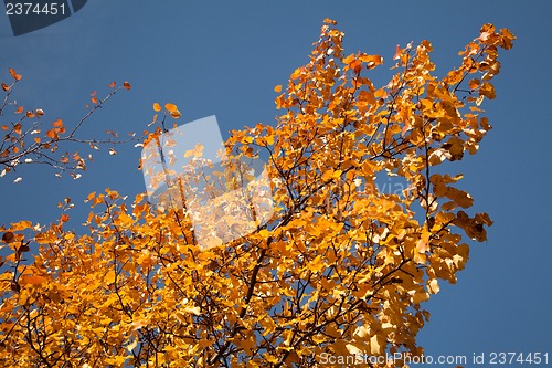 Image of Bright autumn foliage