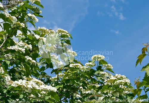 Image of White flowers Viburnum